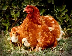 mother hen, protecting baby chicks, Psalm 91, God protection