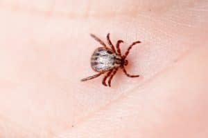 wood tick crawling on skin, little things matter in life